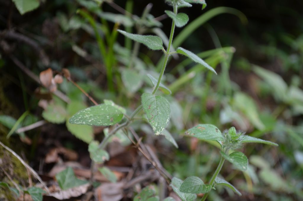 Val Brembana, (BG) : Clinopodium vulgare